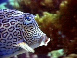 thm_B2COWFISH2.jpg