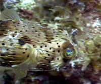 thm_BALLOONFISH2BR.jpg