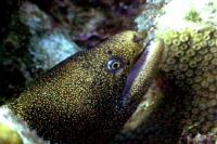 thm_GODENTAILMORAY2SH.jpg